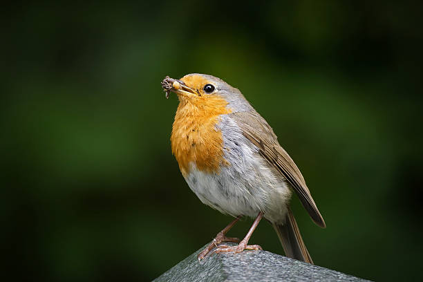 Close-up of a European Robin (Erithacus rubecula) perched on a stone, holding insects in its beak for feeding against a blurred green background