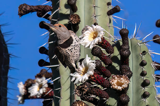 Gila woodpecker (Melanerpes uropygialis) on a blooming saguaro cactus, in Arizona's Sonoran Desert.