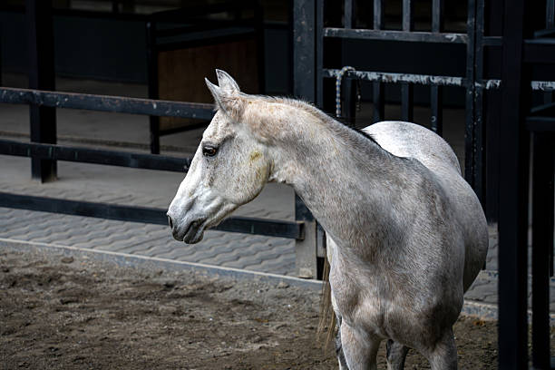A white horse in the stable