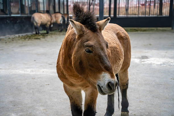 Pet horse in the dutch countryside
