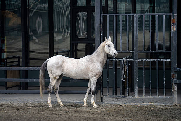A white horse in the stable