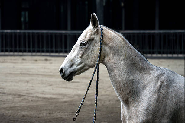 A white horse in the stable
