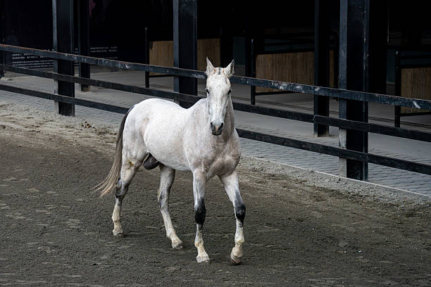 A white horse in the stable