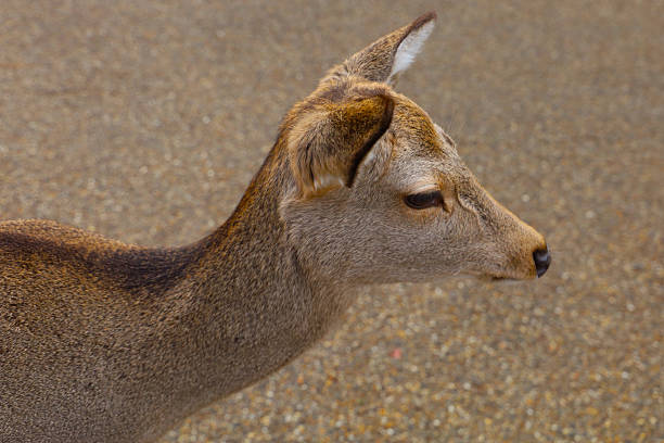 A cute deer at Nara Park, Japan.