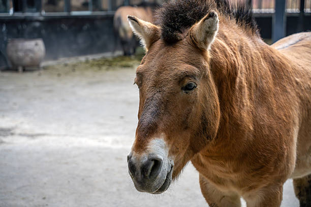 A curious Przewalski horse peeks out from behind a rustic fence, its expressive eyes and mane visible. The natural setting emphasizes its wild, untamed spirit and rare beauty.