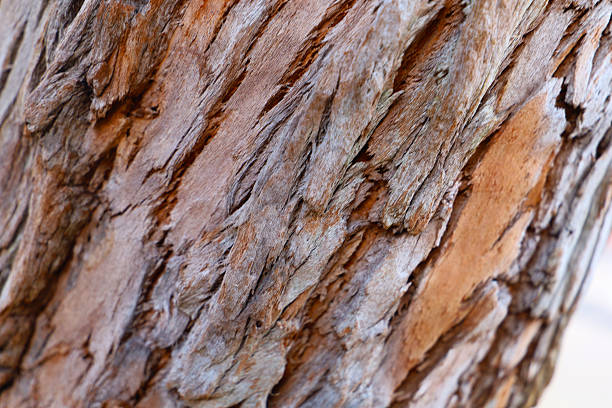 The rough and peeling texture of eucalyptus bark.