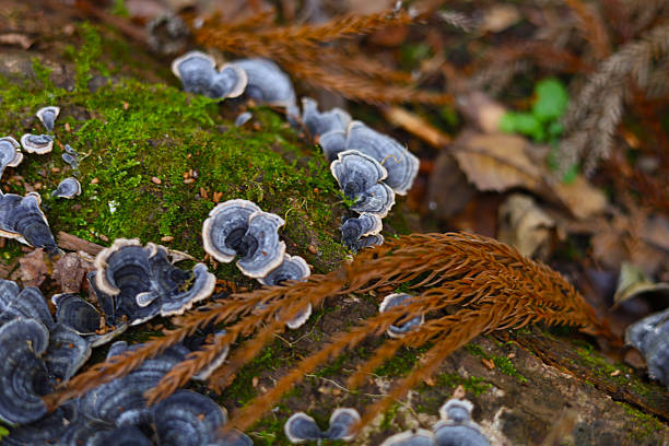 Clusters of grey turkey tail mushrooms on a tree trunk.