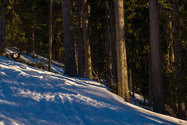 Warm sunlight casts long shadows across a snow-covered hillside in a dense alpine forest, highlighting the textured bark of tall evergreen trees and creating a tranquil winter atmosphere.