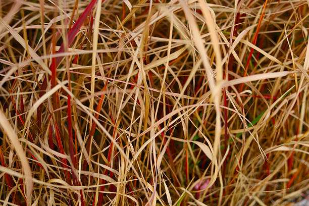 Dried brown and red grass blades in winter.