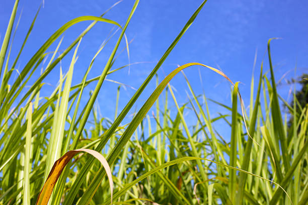 Tall green sugarcane leaves with blue sky