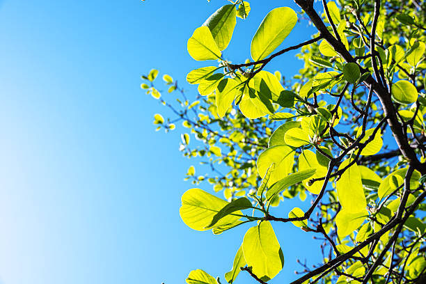 Fresh green leaves on trees against a sunny blue sky