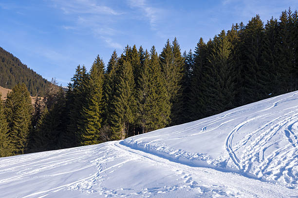 Bright winter sunlight illuminates a snowy slope with ski and foot tracks leading toward a dense pine forest. Clear blue sky and crisp shadows create a tranquil alpine atmosphere.