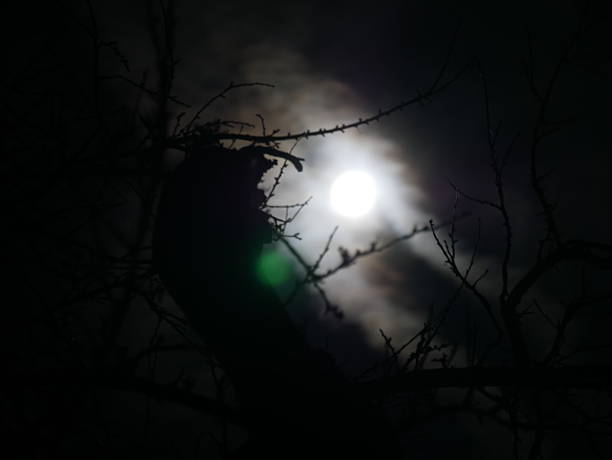This nighttime photograph shows a bright full moon shining through the bare, gnarled branches of a tree. Thin cirrus clouds are illuminated by the pale moonlight. The scene has a mystical and eerie quality.The photo was taken in Herzogenrath (North Rhine-Westphalia, Germany).