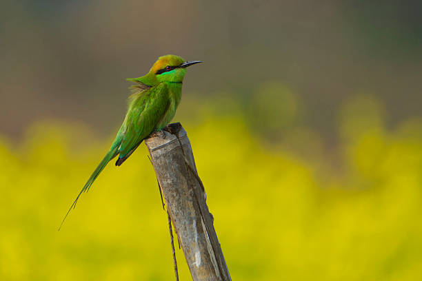 Aian Green Bee-eater sitting on a stick, blurred background