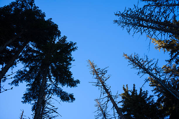 Tall fir trees reach upwards, their dark silhouettes contrasting with the vibrant blue sky above the Mont Blanc Massif. Crisp winter light highlights the sharp outlines of branches in this tranquil forest scene.