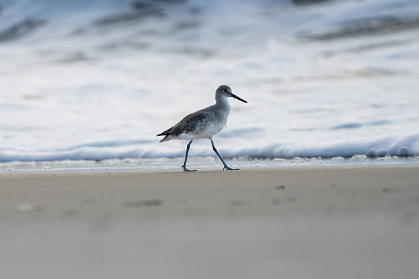 istock Bird Telephoto Shot 2254996480