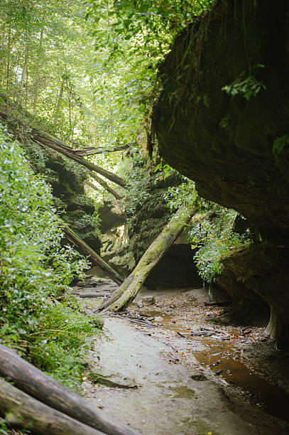 istock Mossy canyon trail with fallen trees at Turkey Run State Park 2254997959