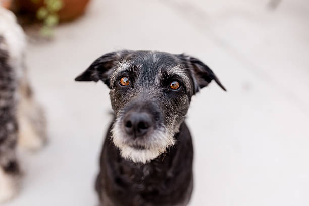 istock Portrait of Terrier Mix on Patio in San Diego 2254998708