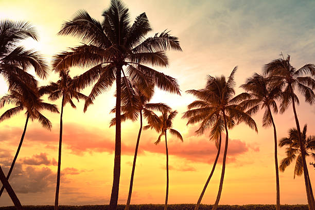 Colorful sunset with palm trees on beach in Hawaii