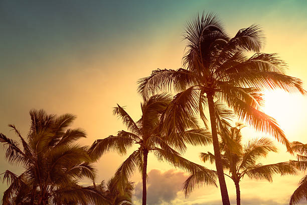Palm tree on a background of tropical sunset.