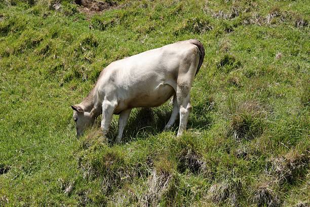 istock Creamy Cow Grazing Alone Sunny Hillside Pasture 2254999569