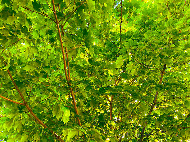 Bright green leaves and branches fill the scene with sunlight shining through creating a dense canopy of vibrant foliage in a healthy natural outdoor environment