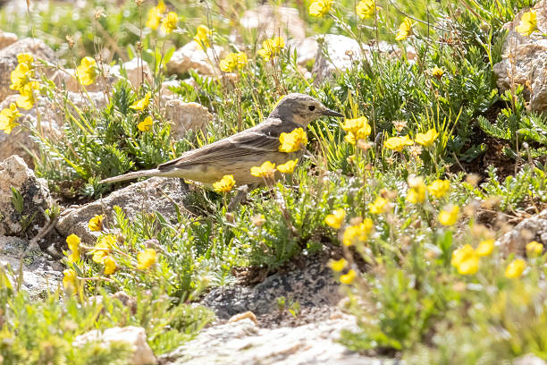 istock Wild American Pipit in Colorado 2255001355