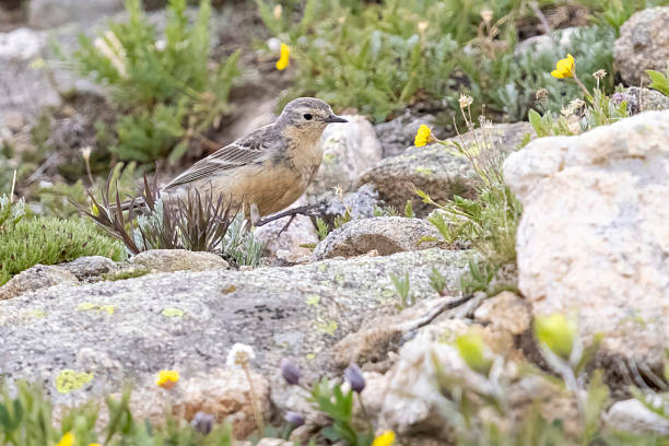 istock Wild American Pipit in Colorado 2255001358