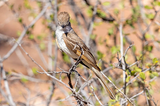 A wild ash-throated flycatcher in Colorado National Monument in Colorado.