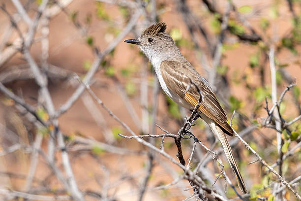 A wild ash-throated flycatcher in Colorado National Monument in Colorado.