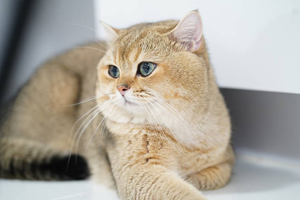 istock Fluffy cat with soft fur and striking blue eyes rests comfortably on smooth surface, exuding calm and serene demeanor. Its gentle expression adds to overall charm of scene 2255003797