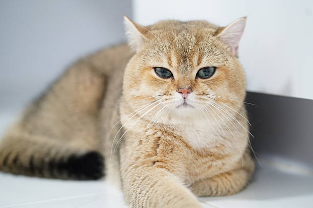 istock Fluffy cat with golden coat and striking blue eyes rests comfortably on smooth surface, exuding calm and serene demeanor. Its soft fur and relaxed posture create cozy atmosphere 2255003861