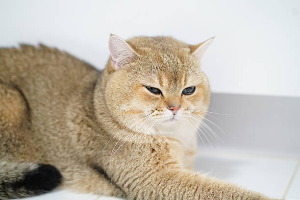 istock Fluffy cat resting on tiled floor, showcasing its soft fur and relaxed demeanor. cat expression is calm and serene, adding sense of tranquility to environment 2255003975