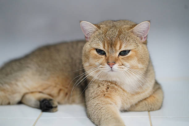 istock Fluffy cat with golden coat rests calmly on tiled surface, showcasing its striking blue eyes and relaxed demeanor. soft fur and serene expression evoke sense of tranquility and warmth 2255004753