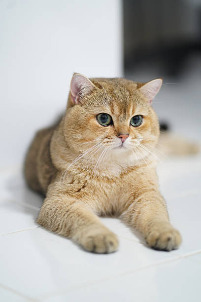 istock Cute, fluffy cat with golden fur and striking blue eyes is lying on smooth, white surface. cat playful expression and relaxed posture create charming and inviting atmosphere 2255005324