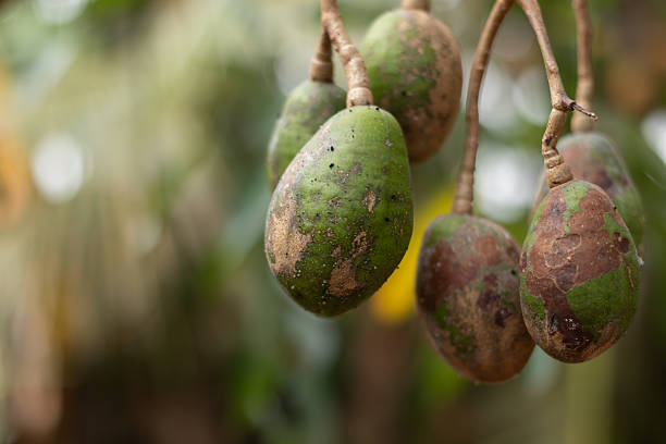 istock Green ambarella fruits hanging on tree branch 2255005497