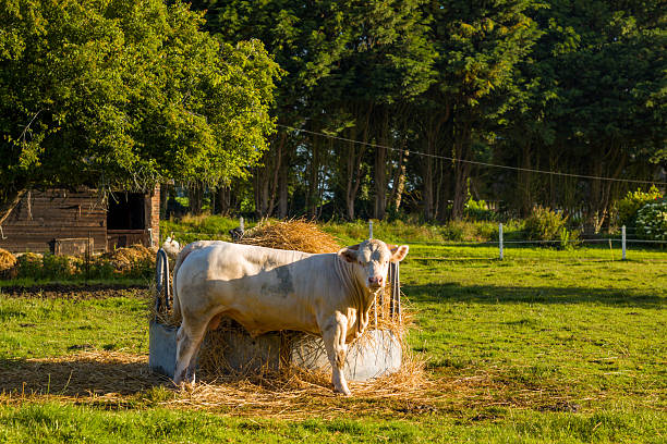 A single white Charolais bull stands beside a metal hay feeder in a sunlit green field, with dense trees and a rustic wooden barn in the background near Saint Sylvain.