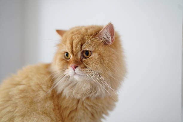 Fluffy orange cat with expressive eyes and soft coat, sitting gracefully against light background, exuding calm and curious demeanor