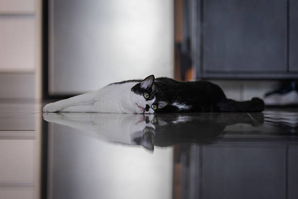Female domestic cat is lying on the floor in living room at home.