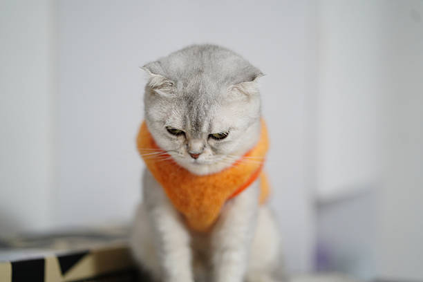 A Scottish Straight cat holds its ears bent. A gray cat is looking at the camera warily. The cat is lying on the bed.
