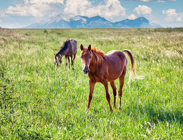 istock wild mustang horses in the field, mountain range in the back 2255009096