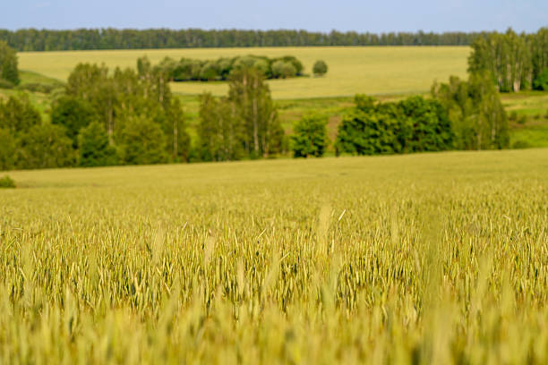 A beautifully picturesque landscape features expansive, lush green fields and gentle hills beneath a bright blue sky
