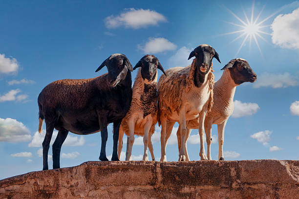 meat goats at a farm, closeup of photo