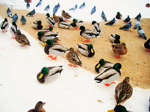 The mallard ducks in Warsaw, Poland