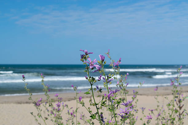 Sunny beach with sand dunes and blue sky in Bulgaria