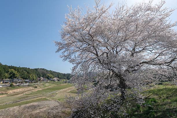 istock Beautiful cherry blossoms blooming in a peaceful rural village 2255015165