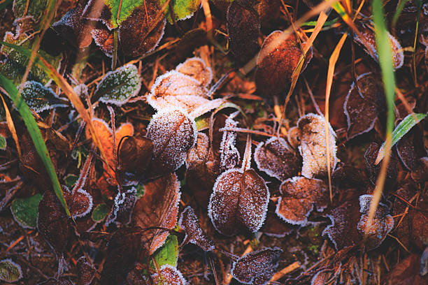 Some colorful leaves, covered in frozen frost