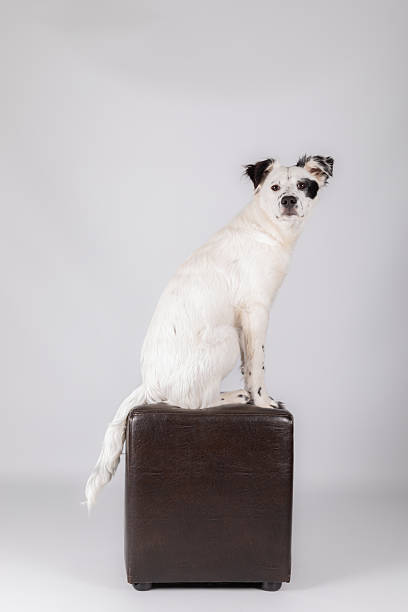 istock Border Collie Sitting on a big Block 2255019056
