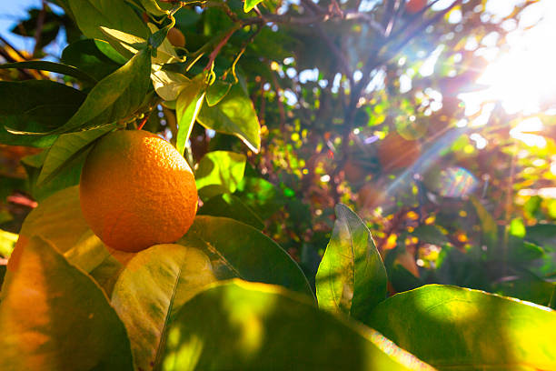 Vibrant orange fruit hangs on a leafy branch, bathed in warm sunlight. Lush green leaves and a sunlit garden scene convey freshness, growth, and seasonal bounty.