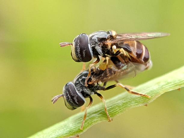 Hoverflies mating on a green stem, showcasing insect reproductive behavior and anatomy in a natural macro environment.